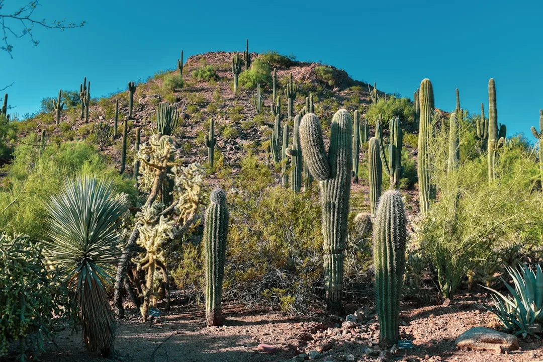 Arizona landscaping company project