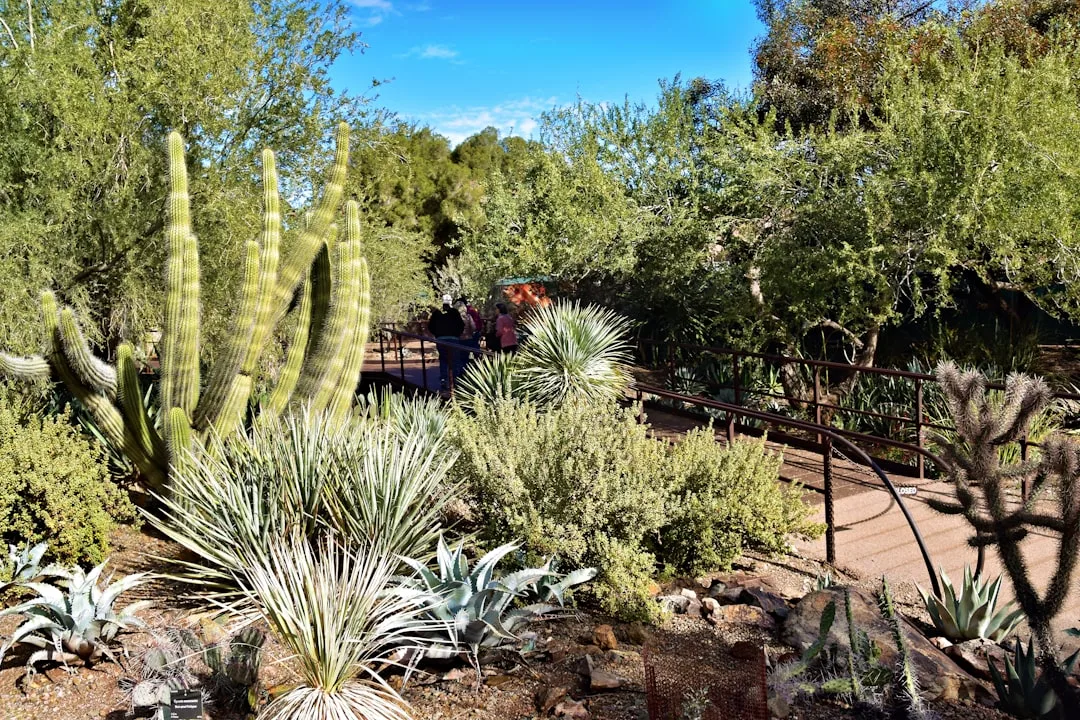 Arizona backyard landscaping
