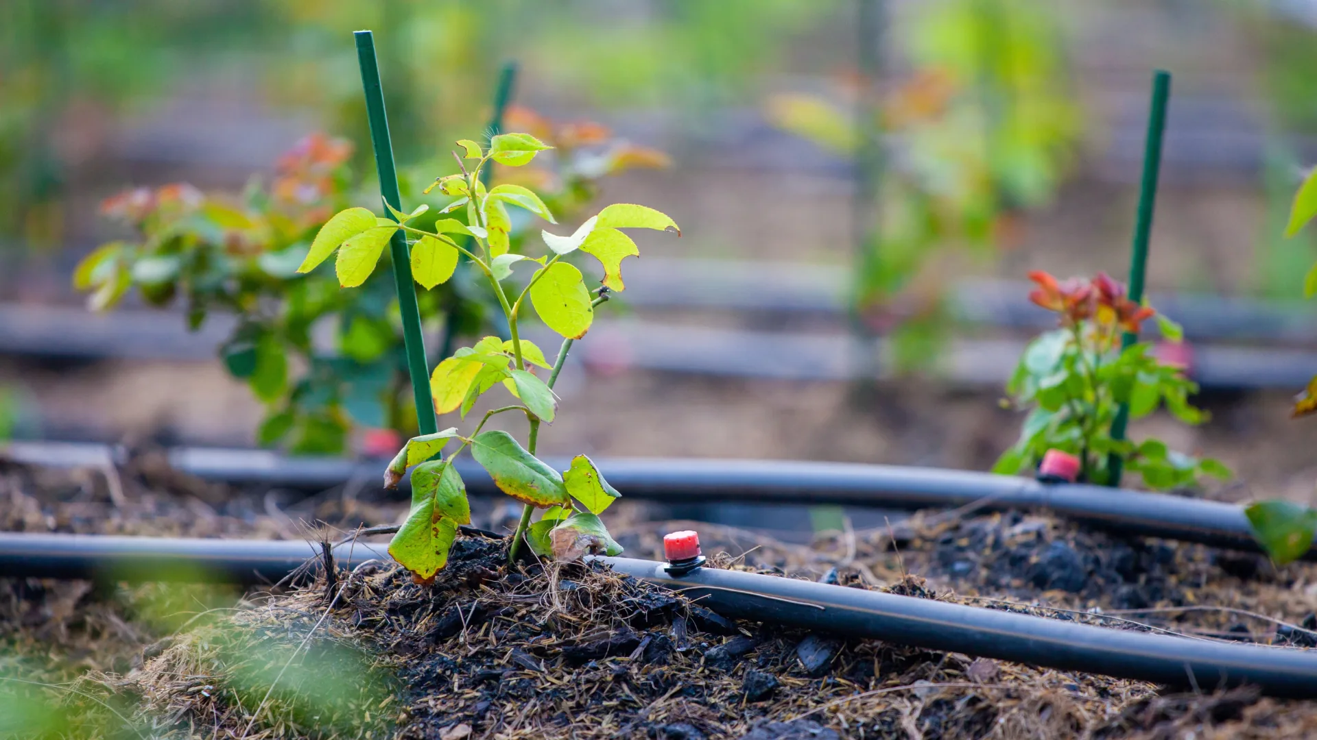 Drip irrigation line with emitters watering young plants