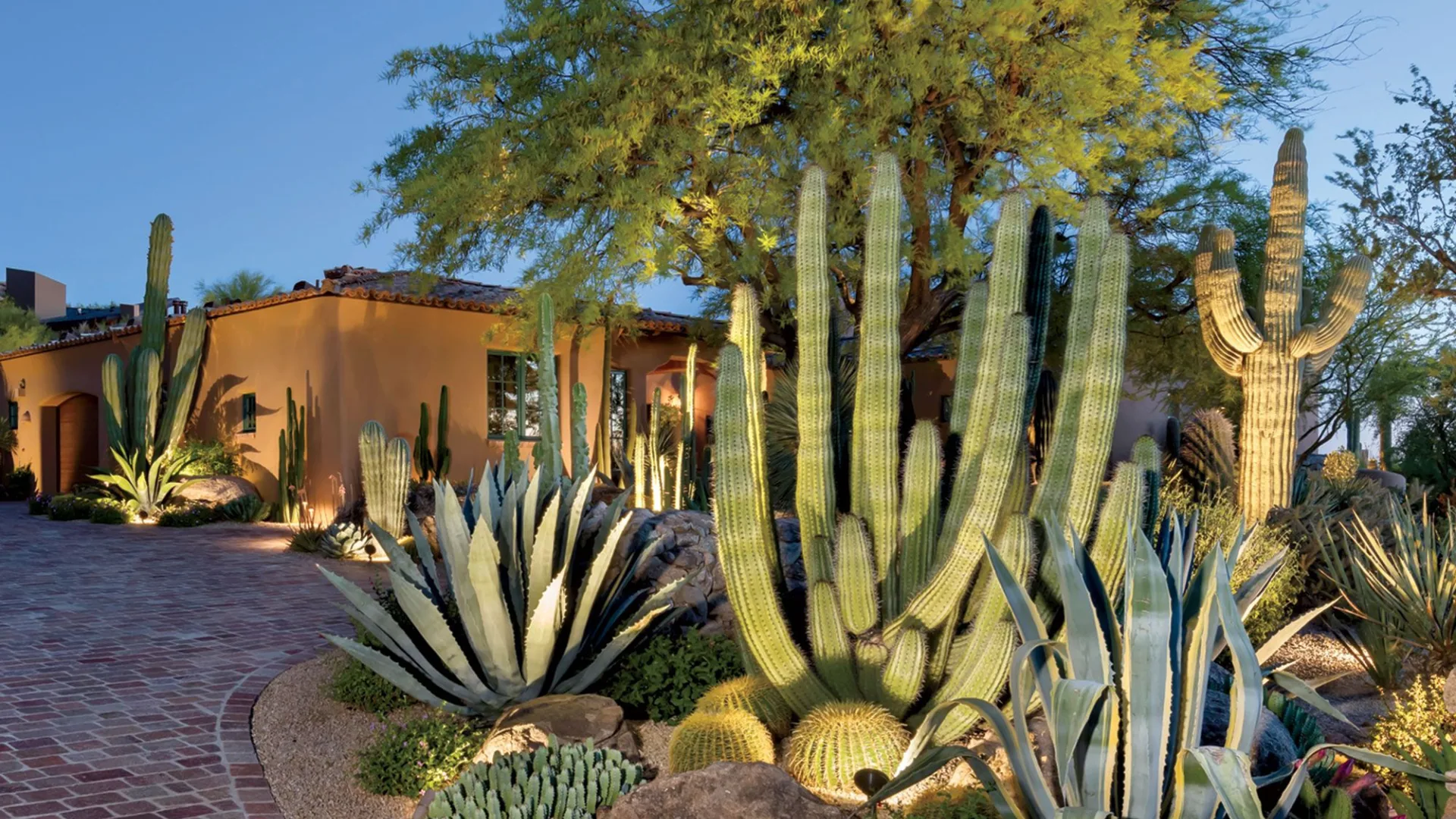 Desert cactus and agave garden in front of a Phoenix home at dusk