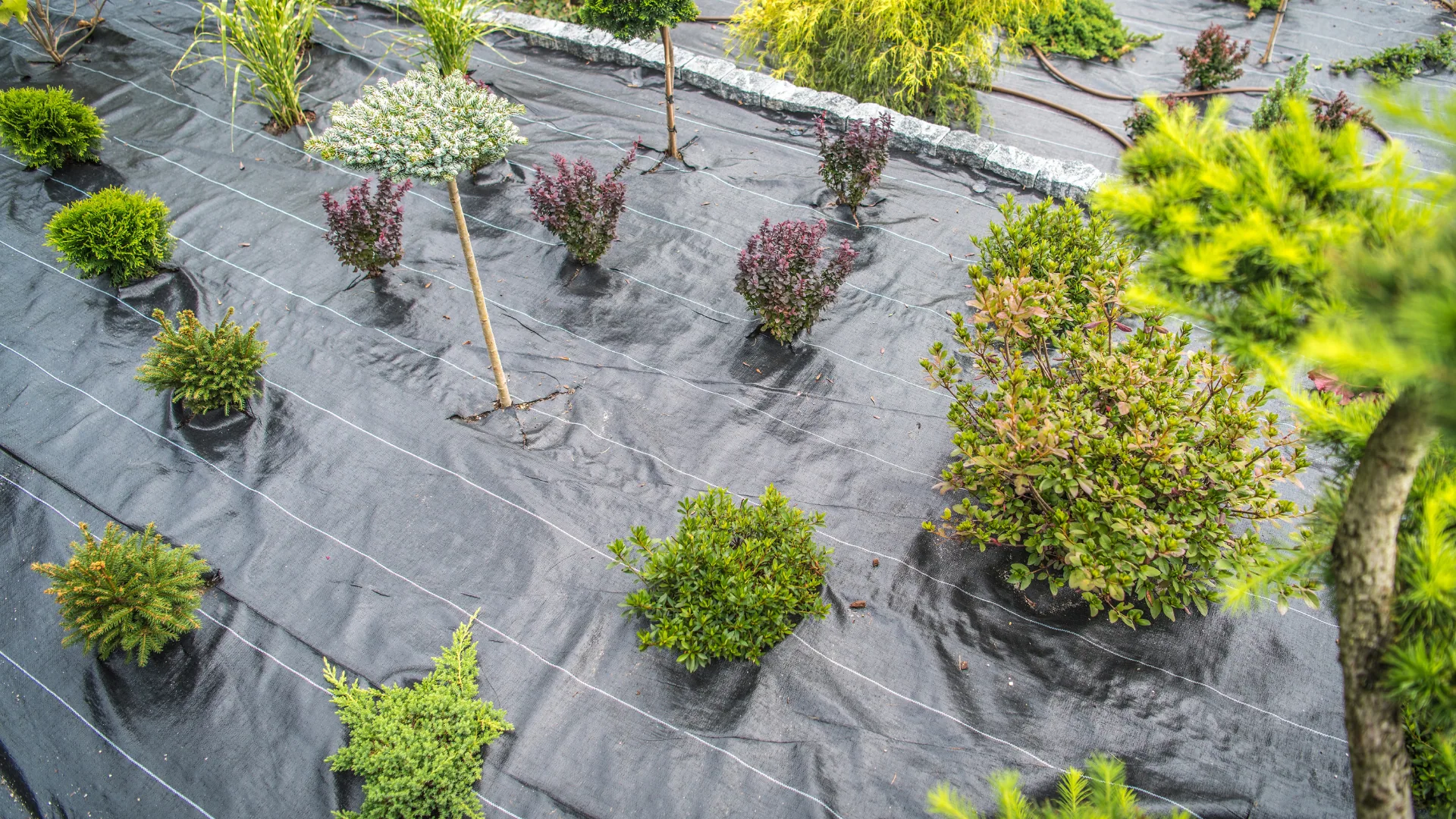 Young, acclimated nursery plants staged on weed barrier before planting