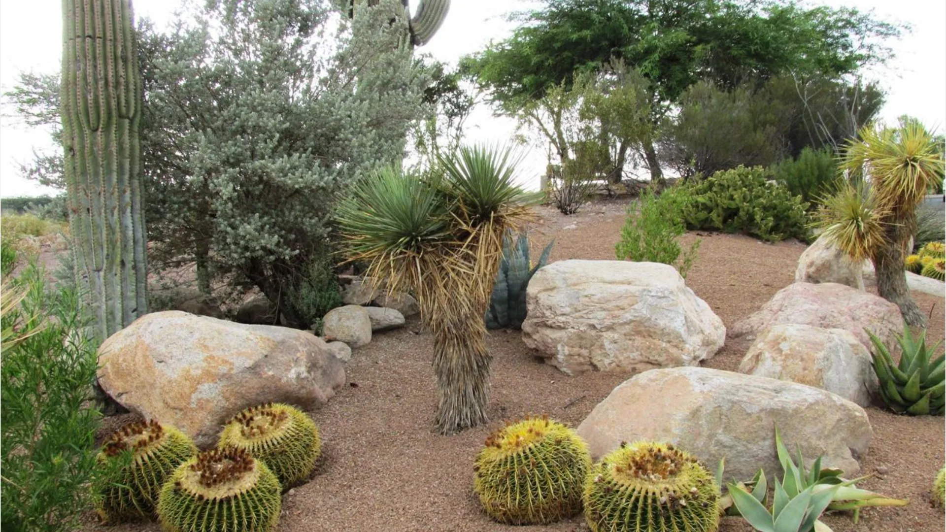 Desert rock work with large boulders, saguaro, agave, and decomposed granite