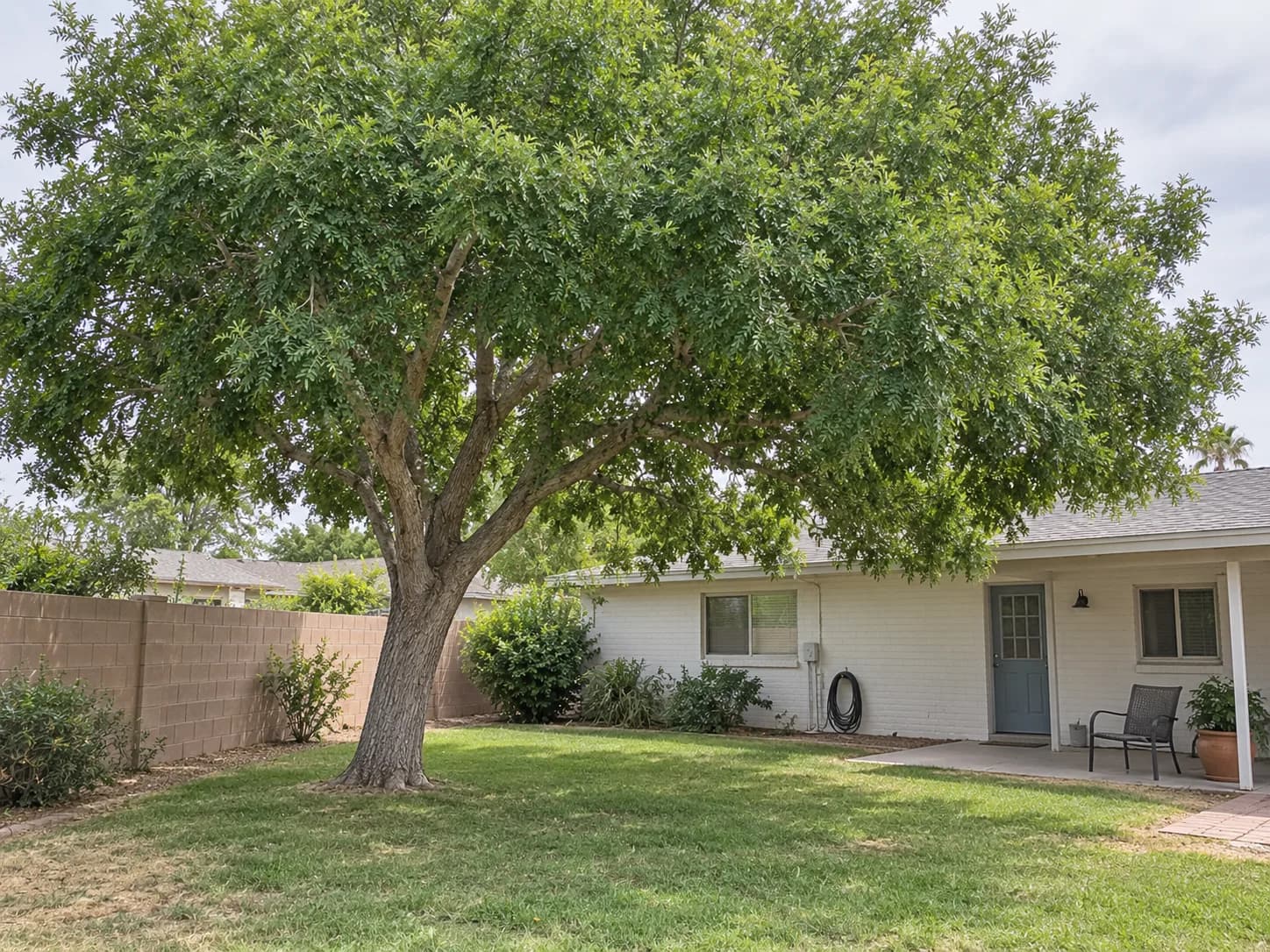 Shade tree with a raised canopy over a lawn in a Phoenix backyard