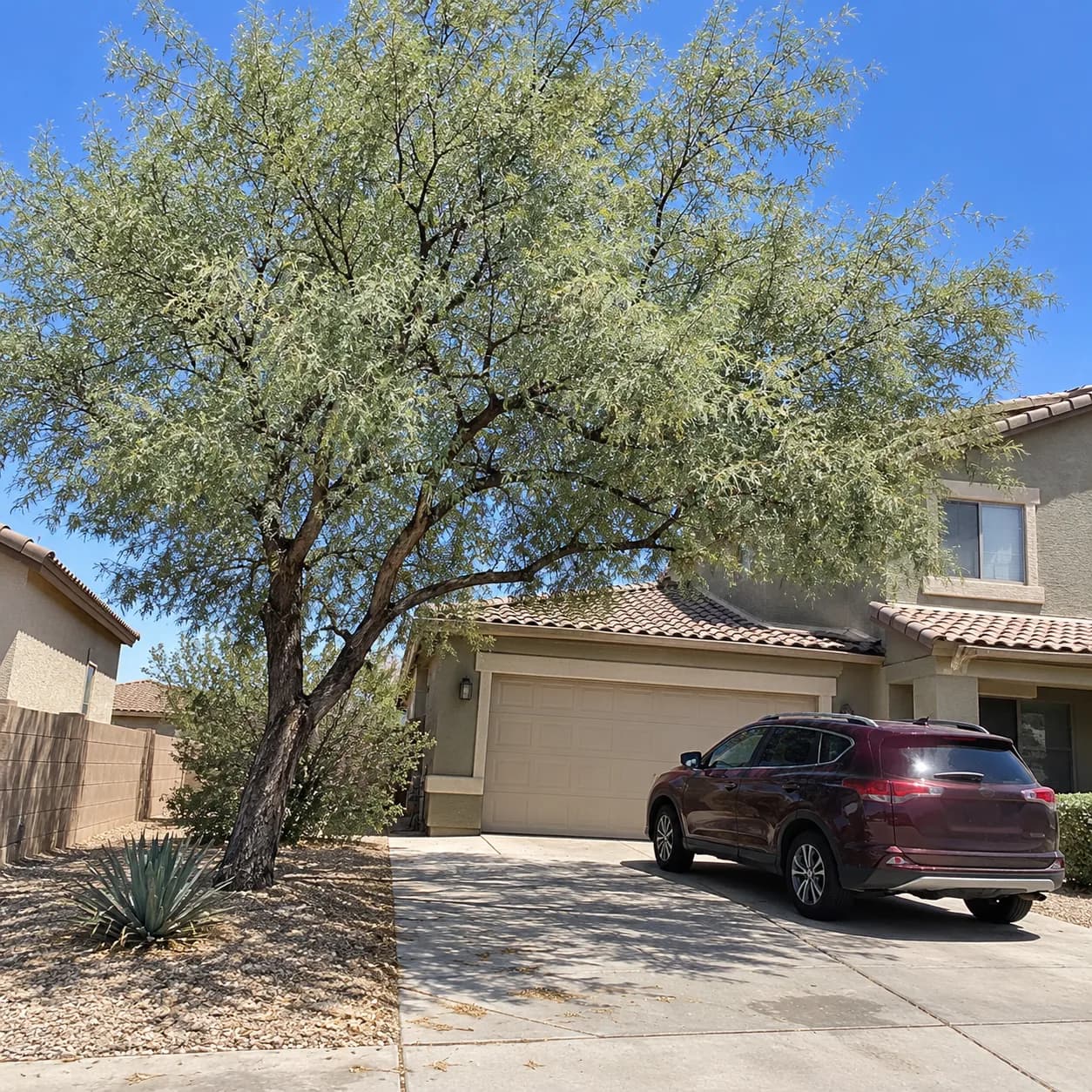 Acacia with a raised crown over a Phoenix driveway and parked SUV