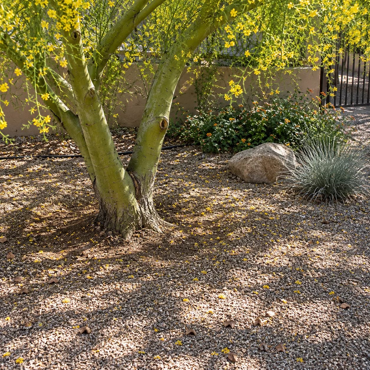 Dappled sunlight on the gravel at the base of a palo verde