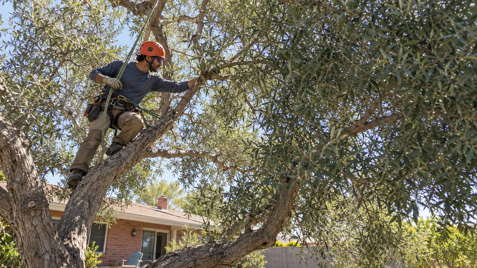 Arborist pruning a mature olive tree from inside the canopy in a Phoenix yard