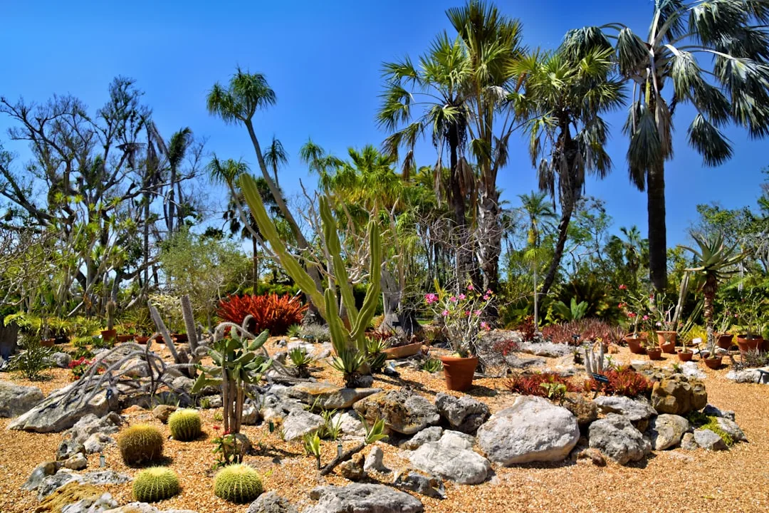 Vibrant desert garden with a mix of cacti, succulents, and flowering shrubs